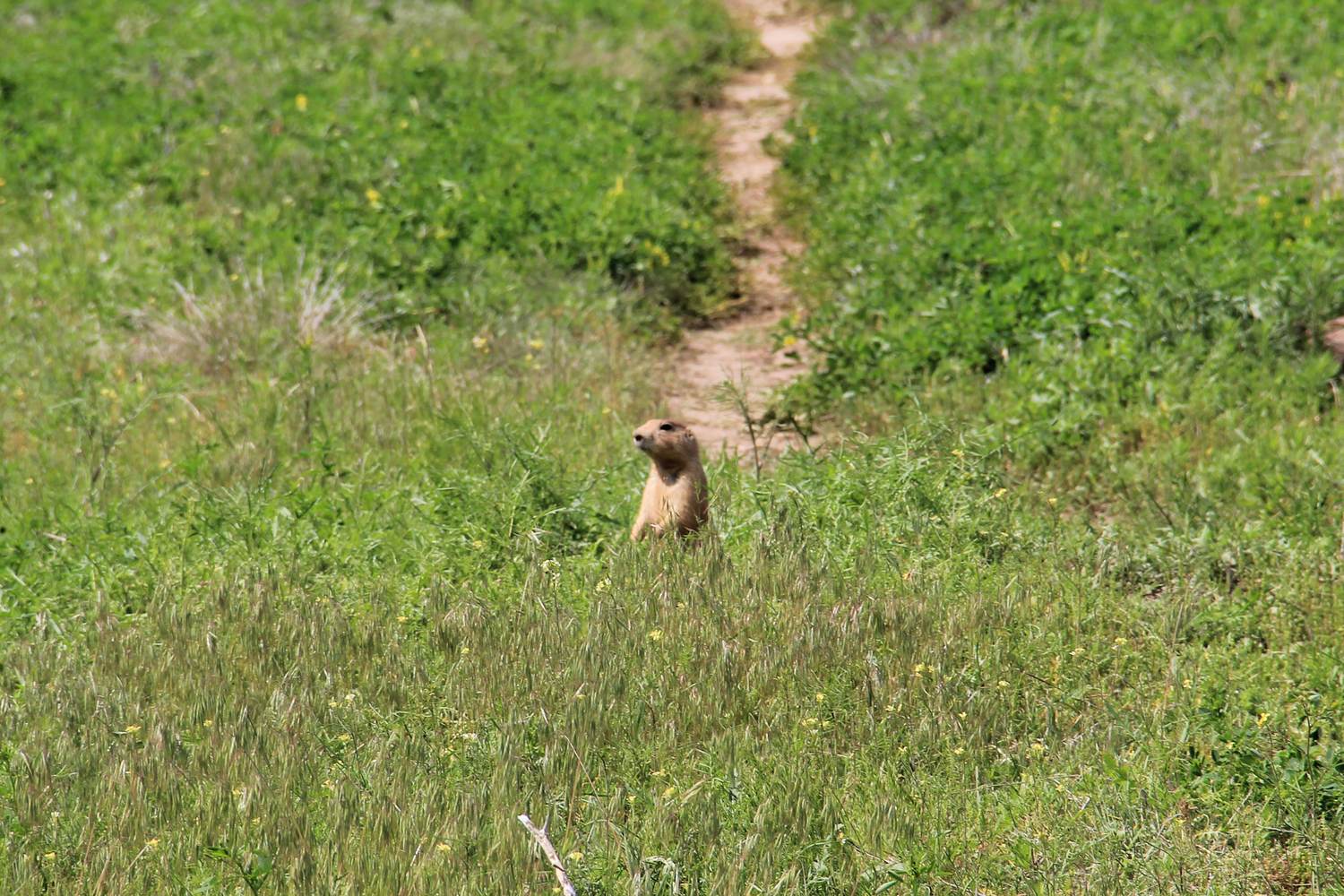 A prairie dog on its mound in the grass below the tower.