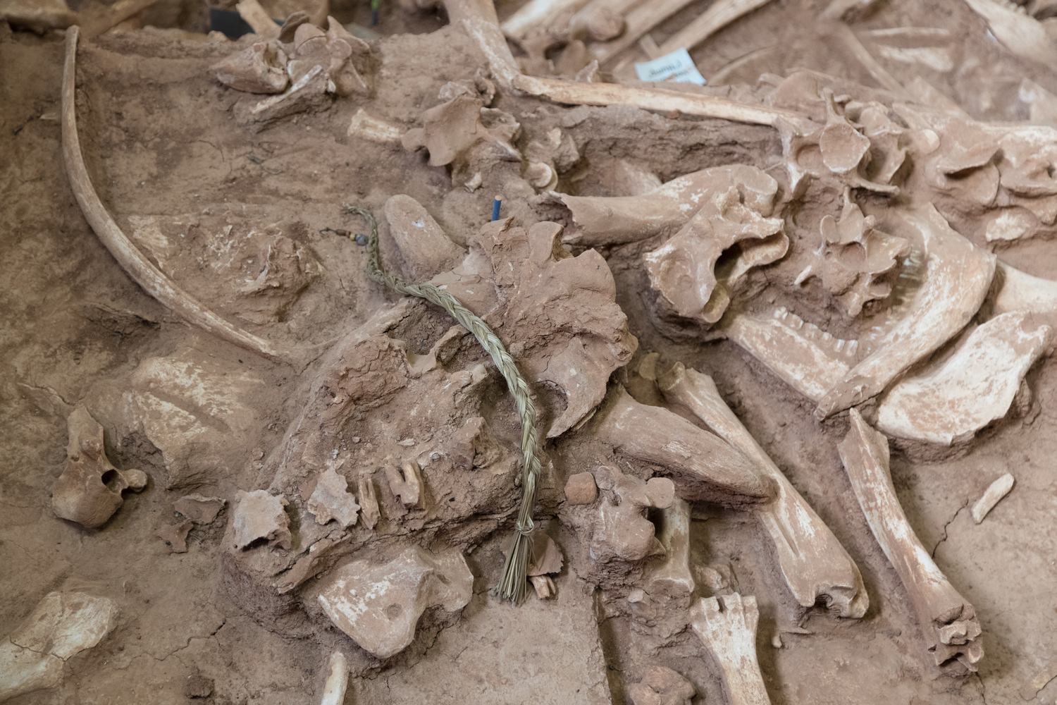 Bison bones in the excavated floor of the Vore Buffalo Jump sinkhole.